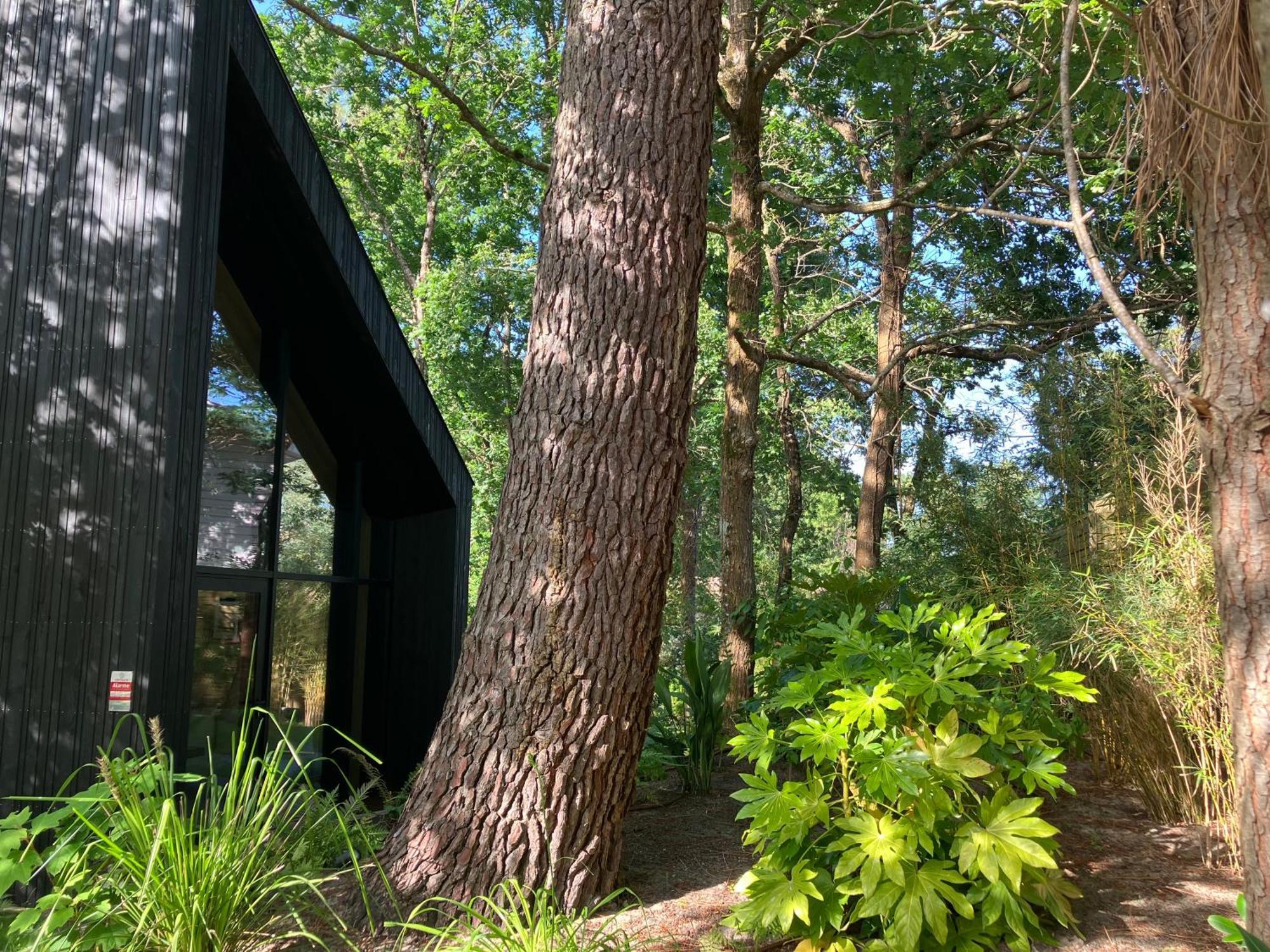 Nouveau - Ecolodge 'Calme Et Nature' - Avec Piscine Au Golf-Lac De Biscarrosse - Couchage 2 Personnes Zewnętrze zdjęcie